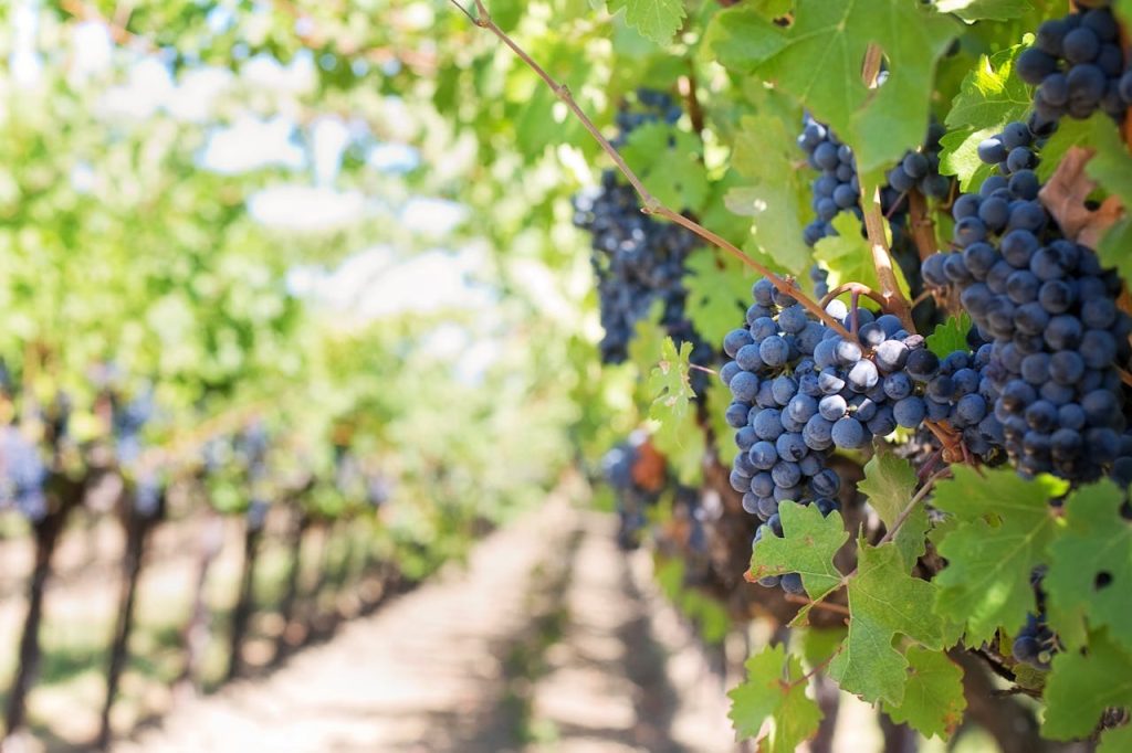 grapes-on-vineyard-during-daytime-39351 Close-up of ripe grapes on vineyard vines ready for harvest under bright sunlight.
